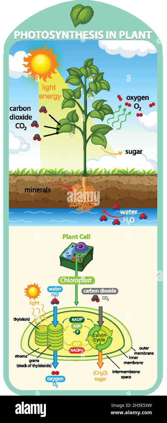 Diagram showing process of photosynthesis in plant illustration Stock ...