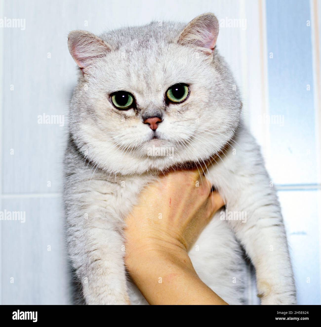 Scottish - British silver chinchilla hand, theme domestic cats Stock Photo