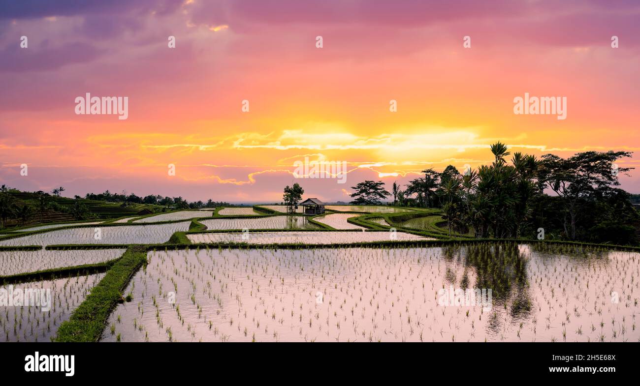 Tabanan Rise Field Stunning landscape with sone terraced rice fields and a farmer hut's ...