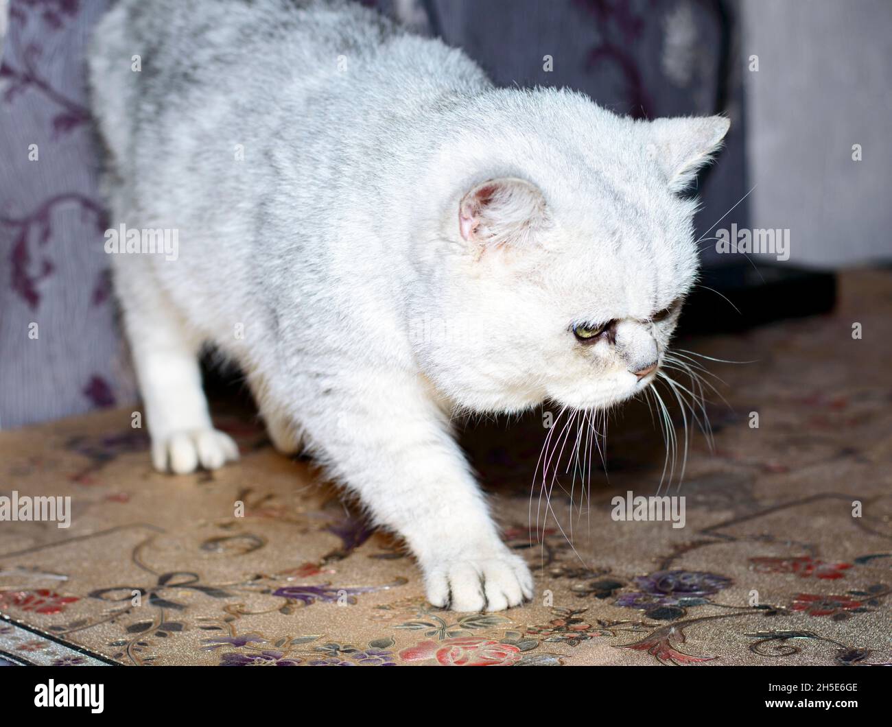 British silver chinchilla on the table, the theme of domestic cats Stock Photo