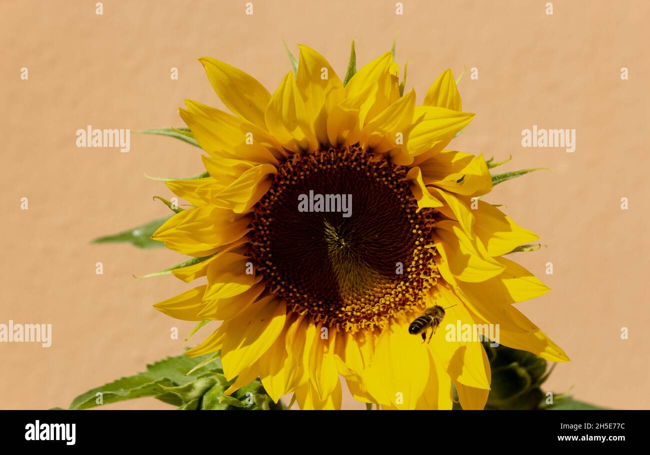 Bee collecting pollen from a Common sunflower, (Helianthus annuus) Stock Photo