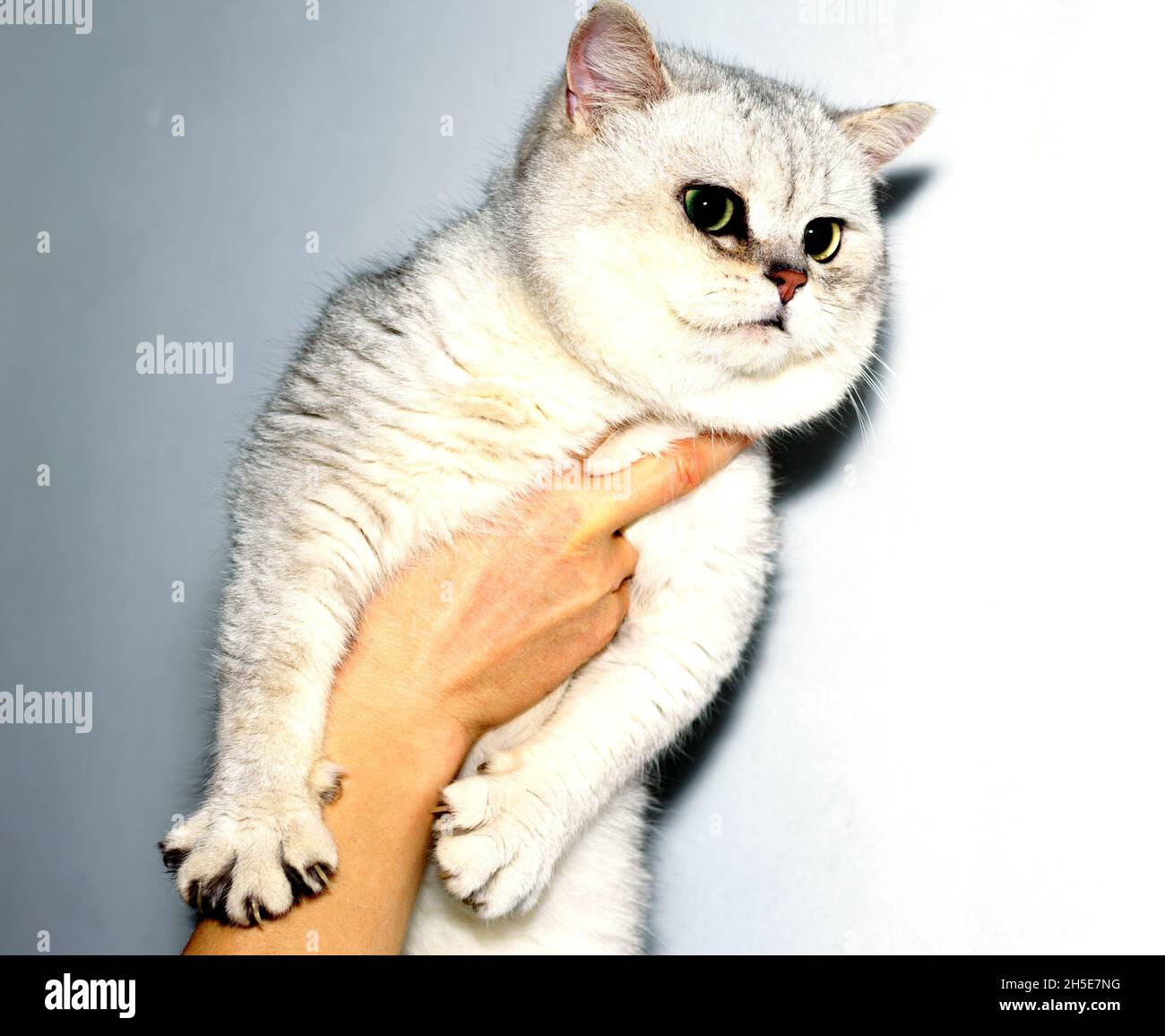 Portrait of a Scottish silver Chinchilla cat in hand, the theme of domestic cats Stock Photo