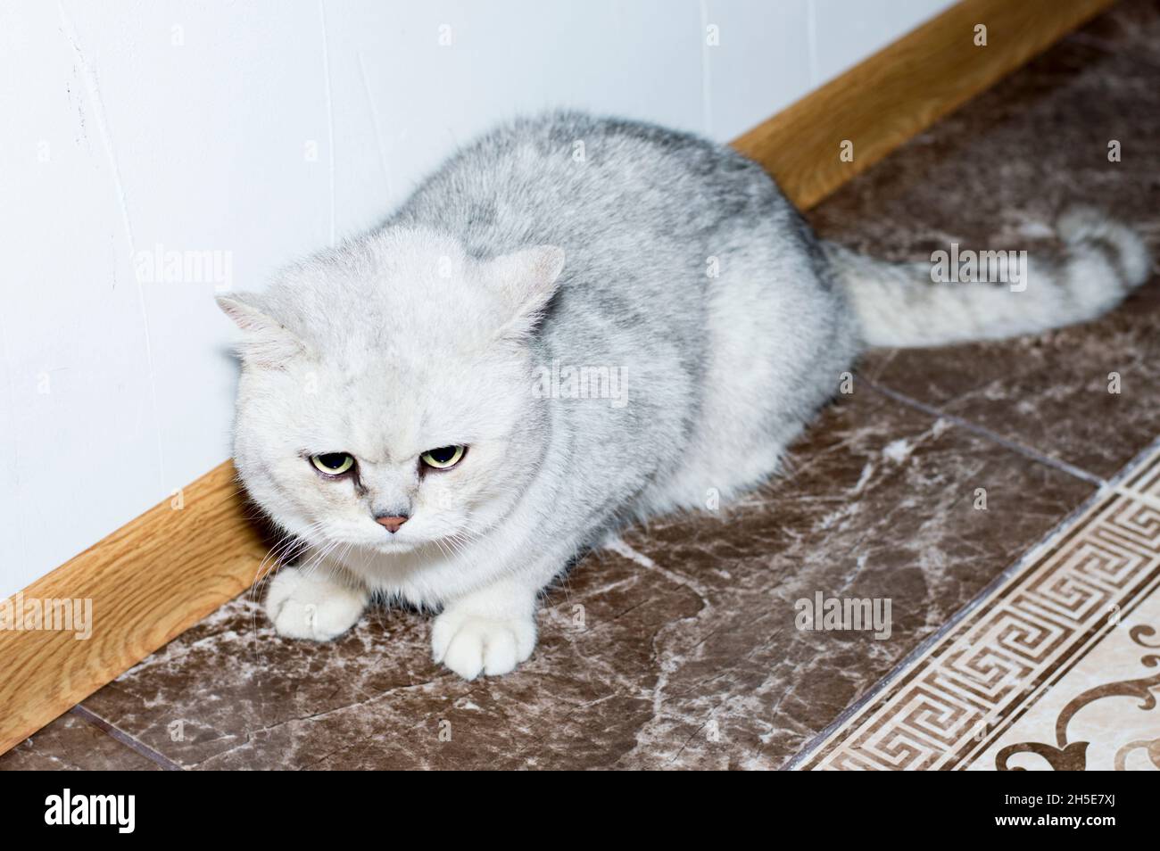 Silver shaded chinchilla, theme domestic cats and kittens Stock Photo