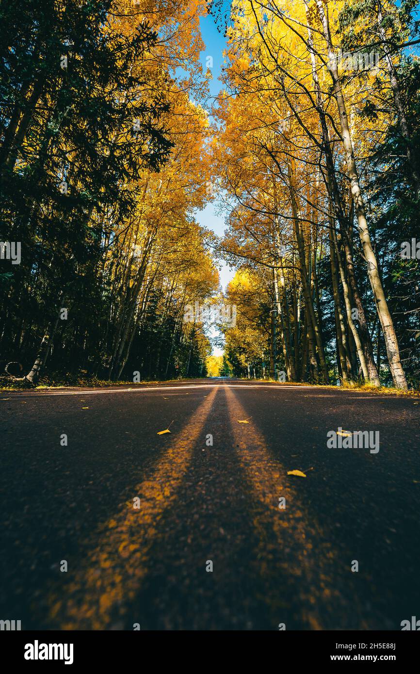 Vertical shot of road surrounded by autumn trees Stock Photo - Alamy