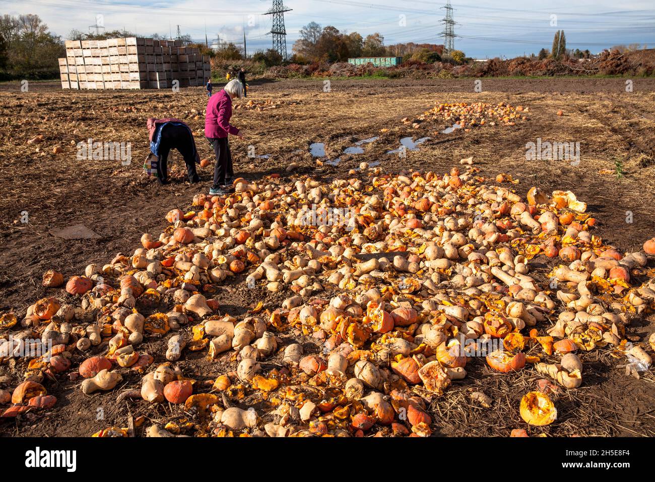 because pumpkins and sweet potatoes do not meet the commercial standard, a farmer dumps tons of vegetables on his field, people can collect them for f Stock Photo