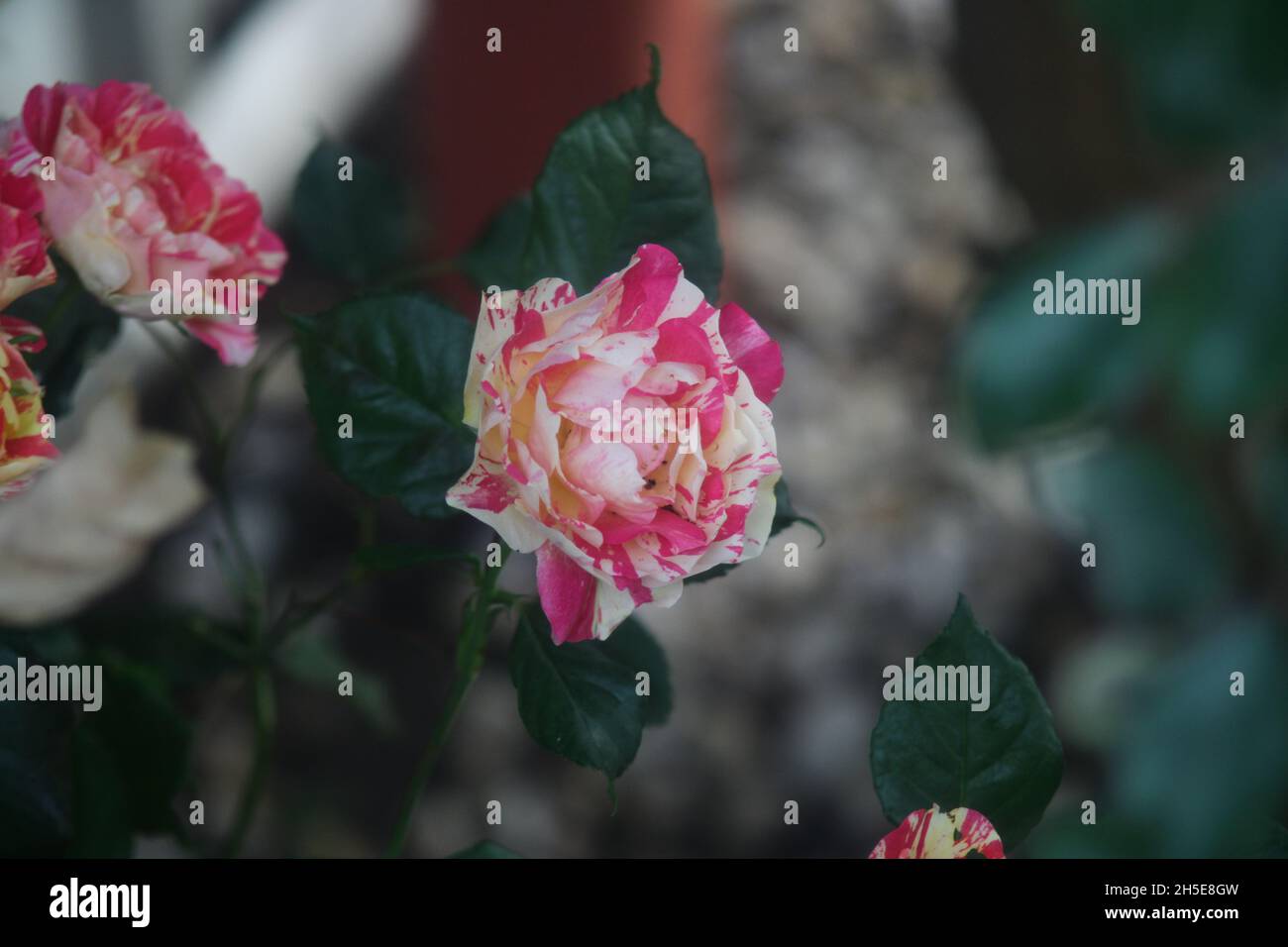 Rose candy stripe hi-res stock photography and images - Alamy