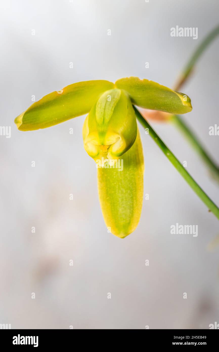(Albuca) slime lilies Wild flowers during spring, Cape Town, South Africa Stock Photo