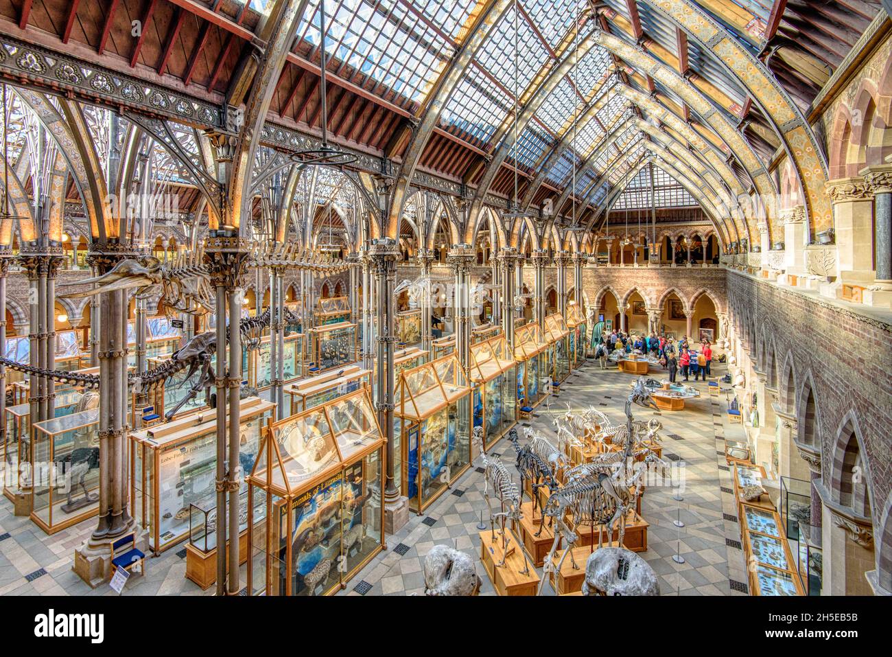 Oxford university museum of natural history hi-res stock photography and  images - Alamy