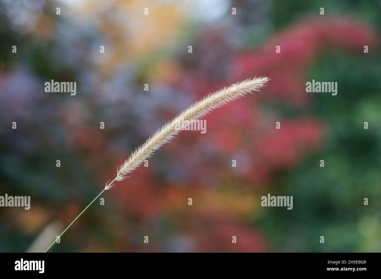 Pennisetum Macrourum. African feather grass in autumn Stock Photo