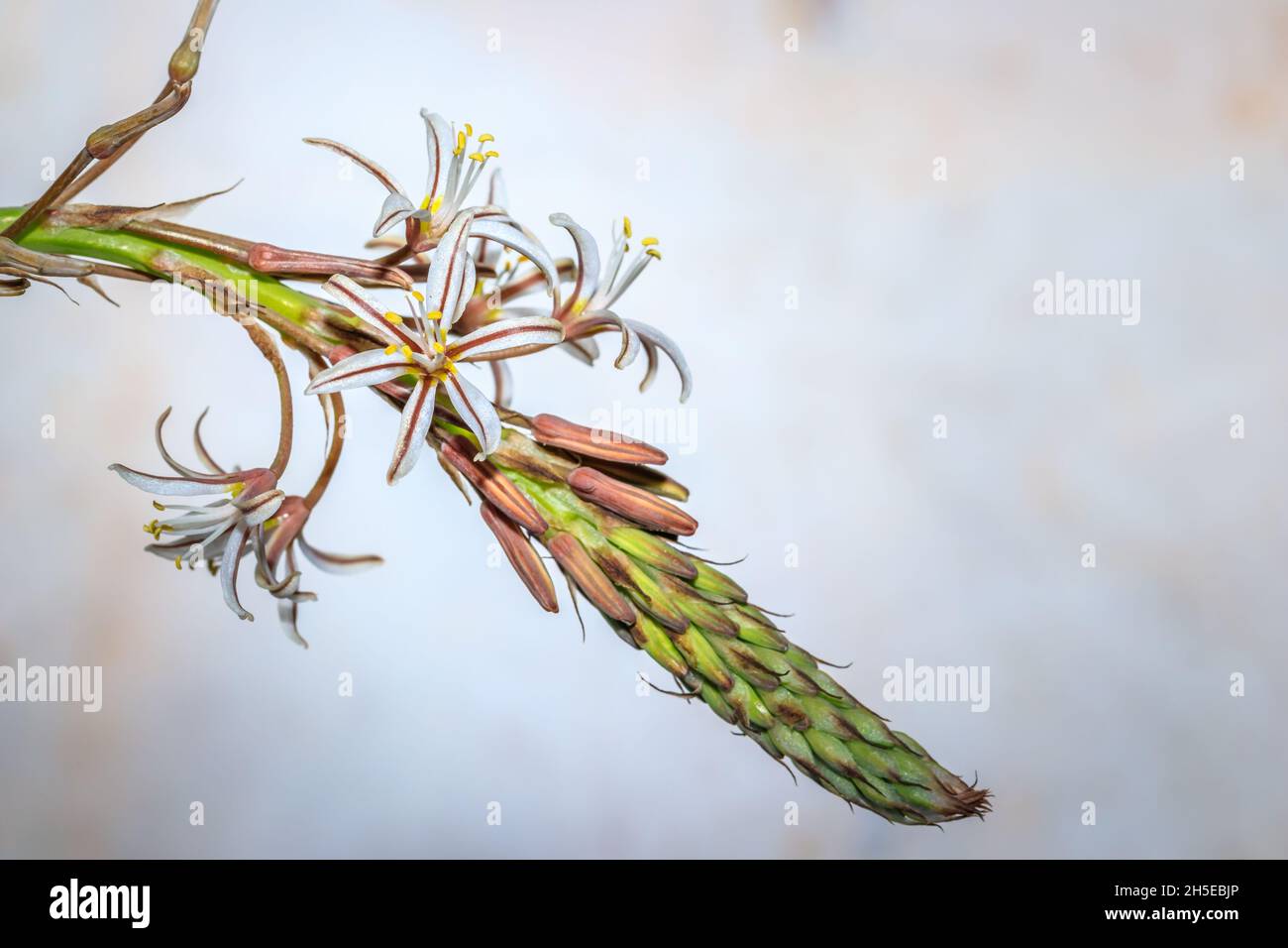 (Trachyandra ciliata), wildeblomkool Wild flowers during spring, Cape Town, South Africa Stock Photo