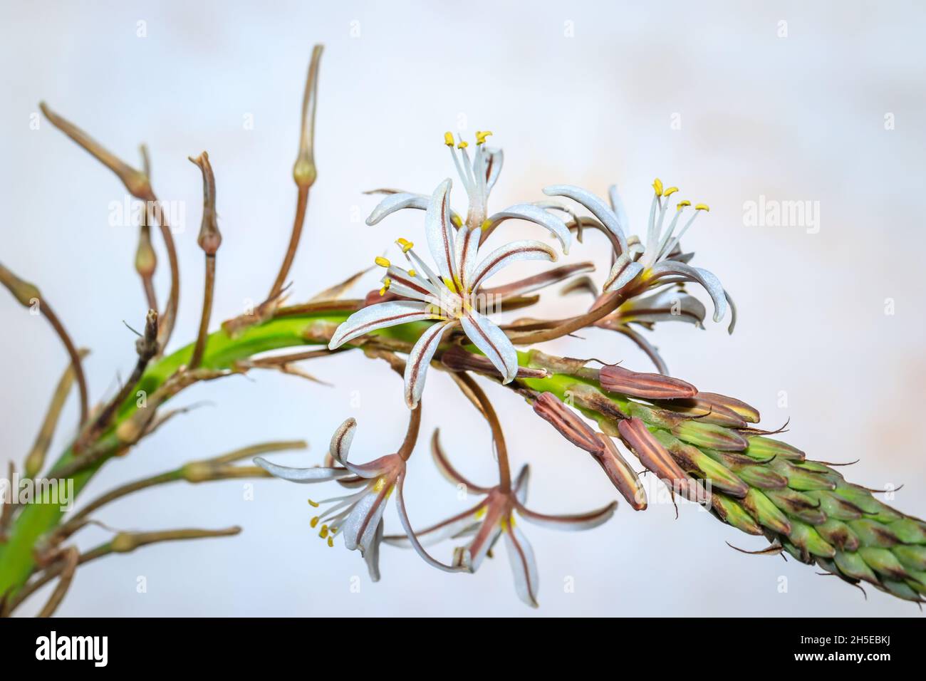 (Trachyandra ciliata), wildeblomkool Wild flowers during spring, Cape Town, South Africa Stock Photo