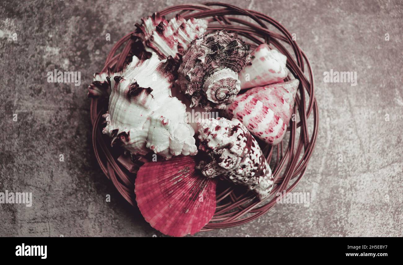 Old weathered conch shell background. Tropical sea conch wallpaper