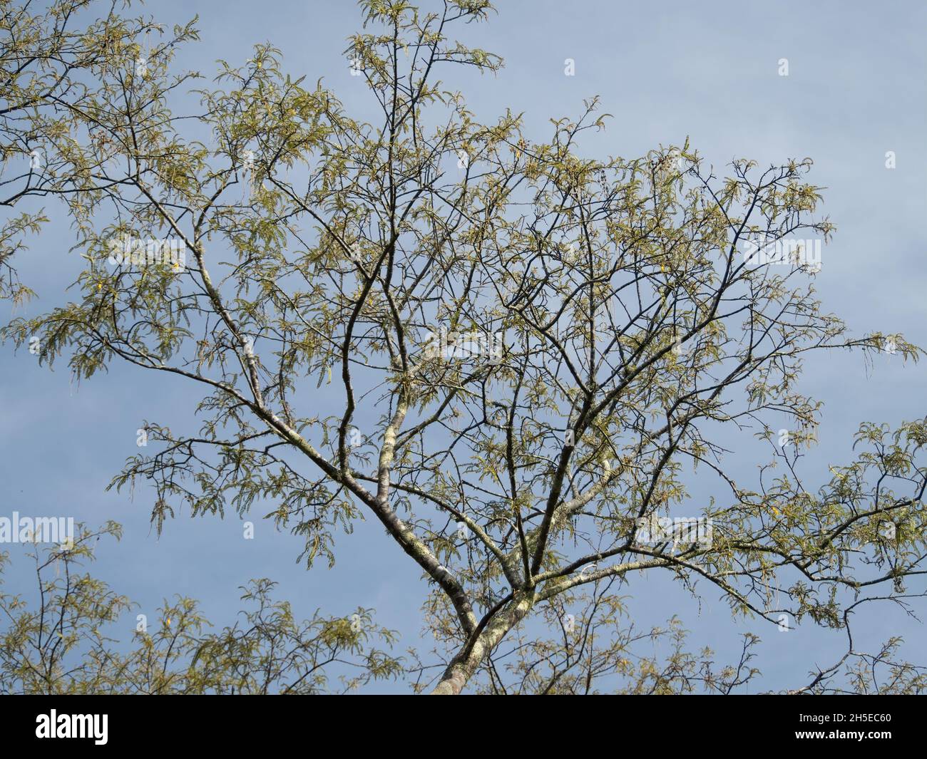 Close up of tree with a blue sky background Stock Photo