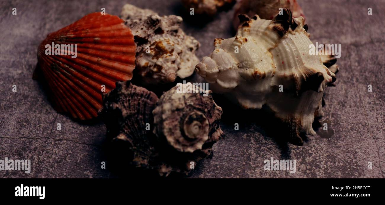 Old weathered conch shell background. Tropical sea conch wallpaper