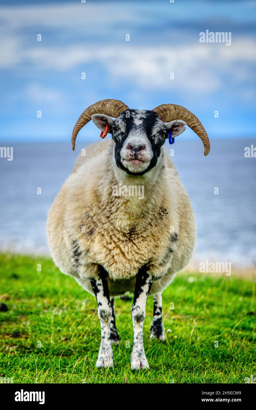 Sheep in North Wales against the sea at Llandudno Stock Photo