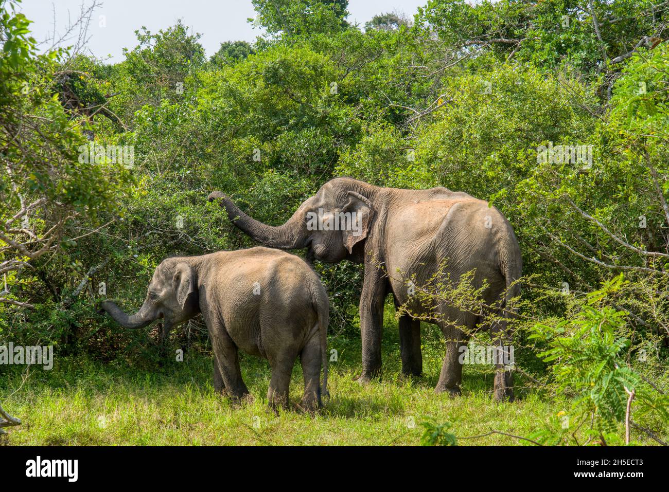 A mother elephant and her calf forage for food in the jungle at Yala National Park, Sri Lanka Stock Photo