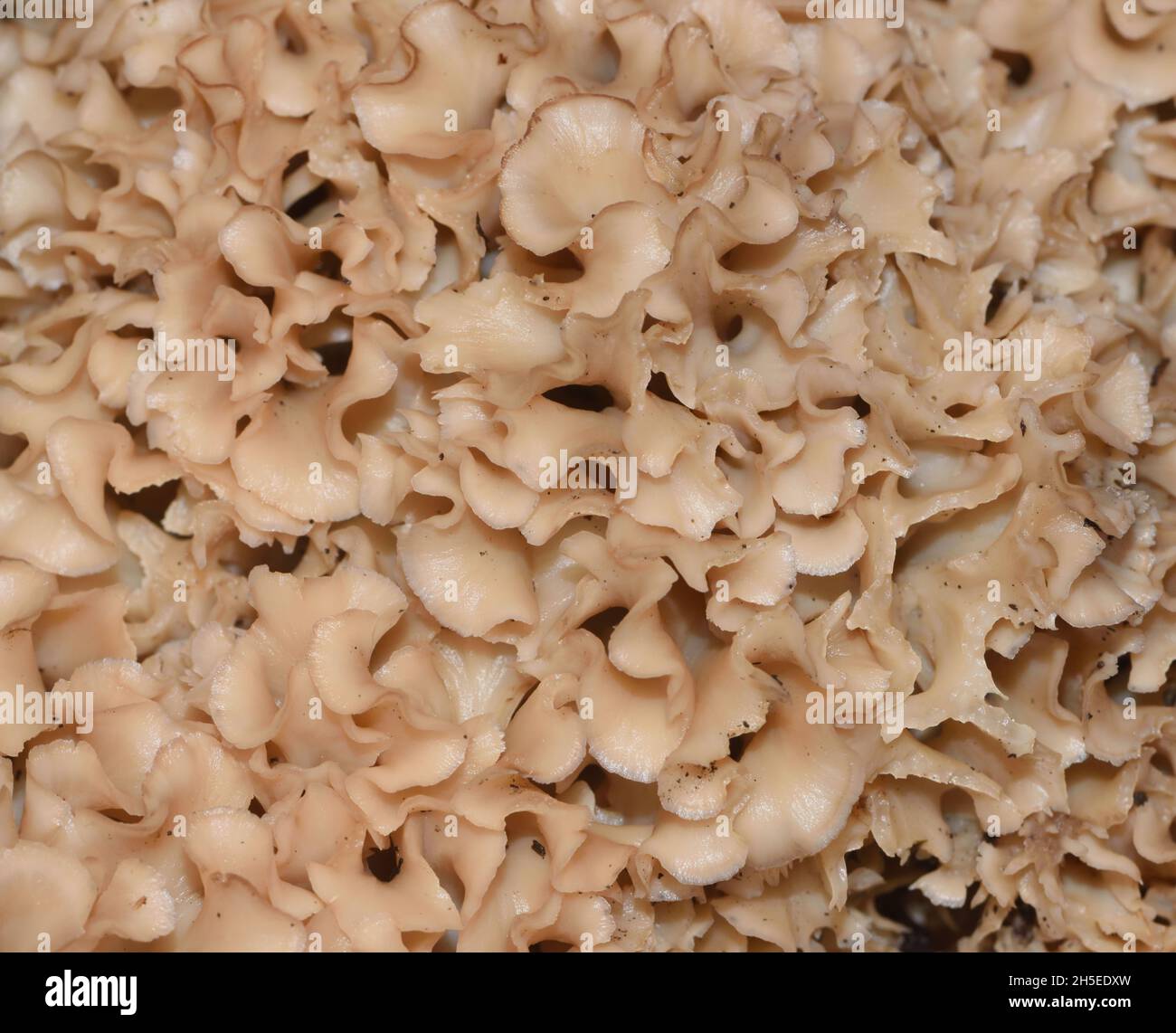 A cauliflower fungus (Sparassis crispa) grows at the base of a pine tree. Bedgebury Forest, Kent, UK. Stock Photo