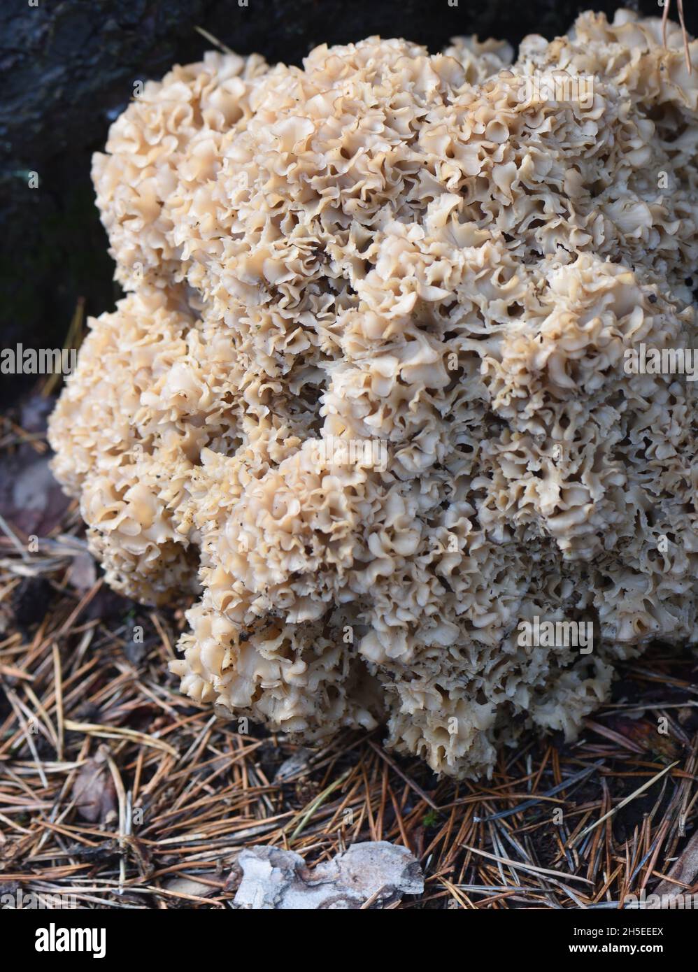 A cauliflower fungus (Sparassis crispa) grows at the base of a pine tree. Bedgebury Forest, Kent, UK. Stock Photo