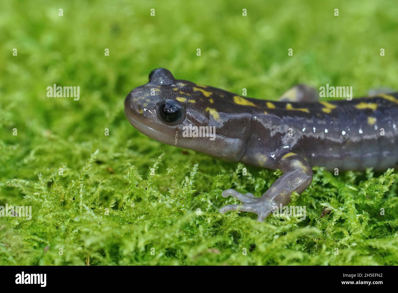 Closeup on the rare , endangered Gorgan Mountain Salamander,  Paradactylodon gorganensis Stock Photo