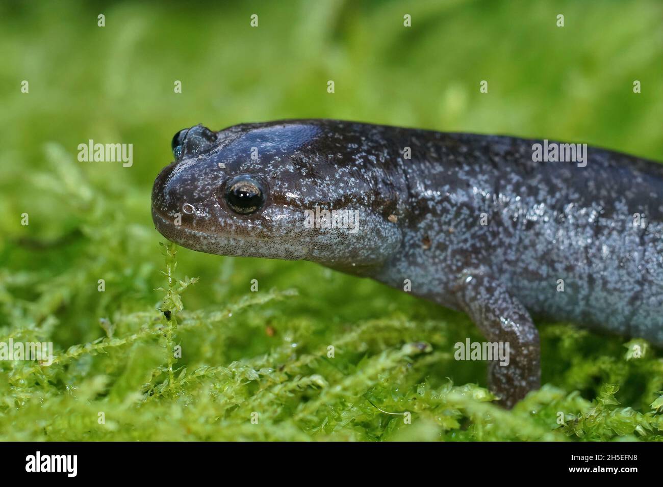 Closeup on the endangered Tokyo salamander, Hynobius tokyoensis Stock Photo