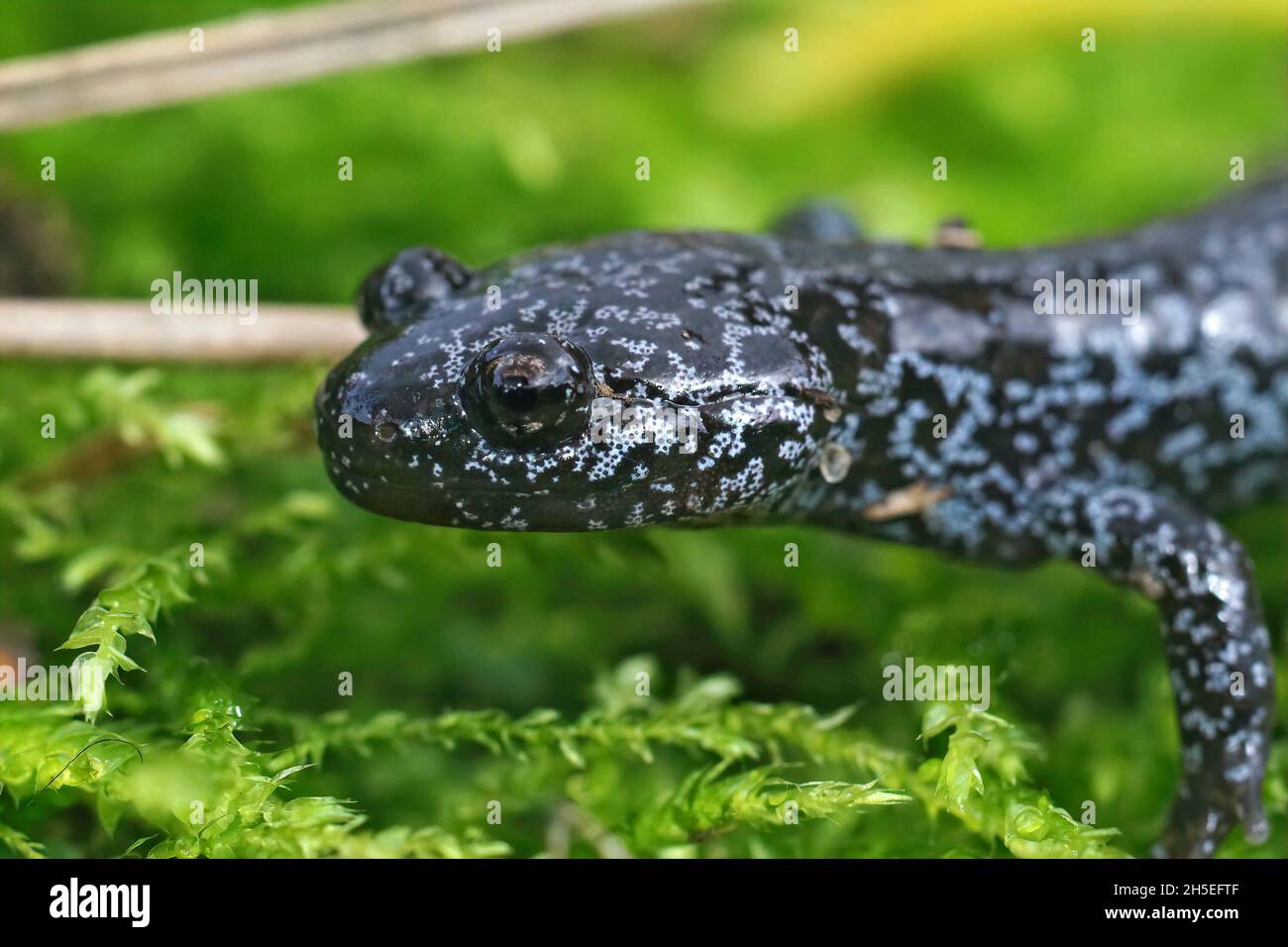 Closeup on a juvenile metamorphosed blue spotted Tohoku salamander, Hynobius lichenatus Stock Photo