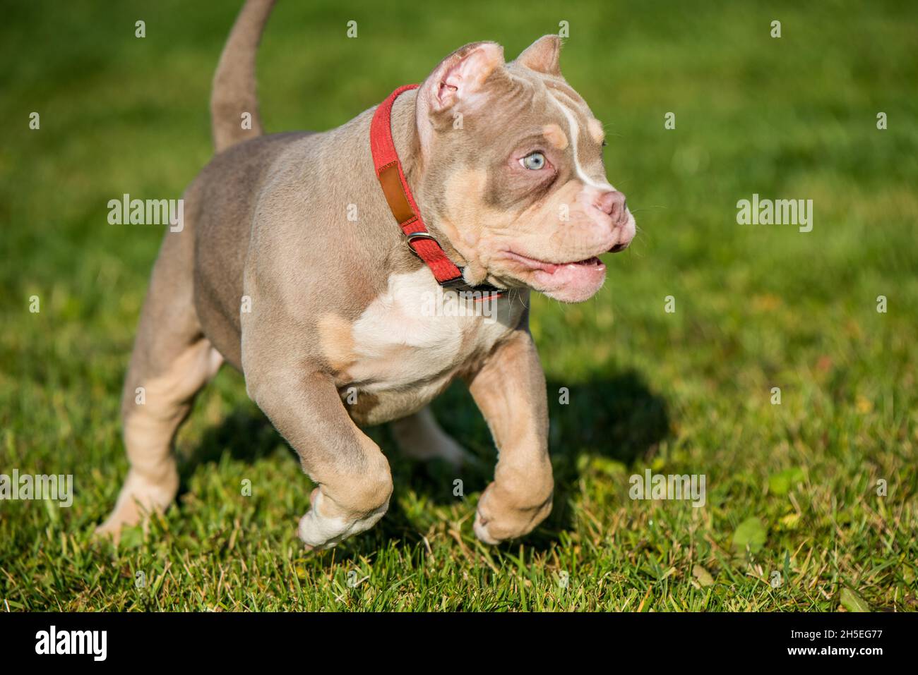 A pocket Lilac color male American Bully puppy dog is moving. Stock Photo