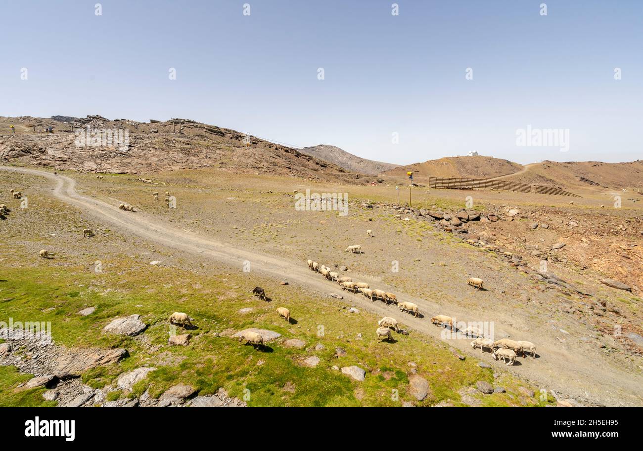 A flock of sheep and goats grazing on the slope of Sierra Nevada ...