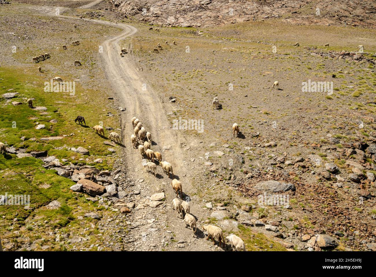 A flock of sheep and goats grazing on the slope of Sierra Nevada ...