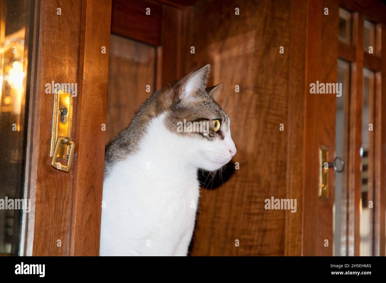 Tabby and white cat in a cupboard. Stock Photo