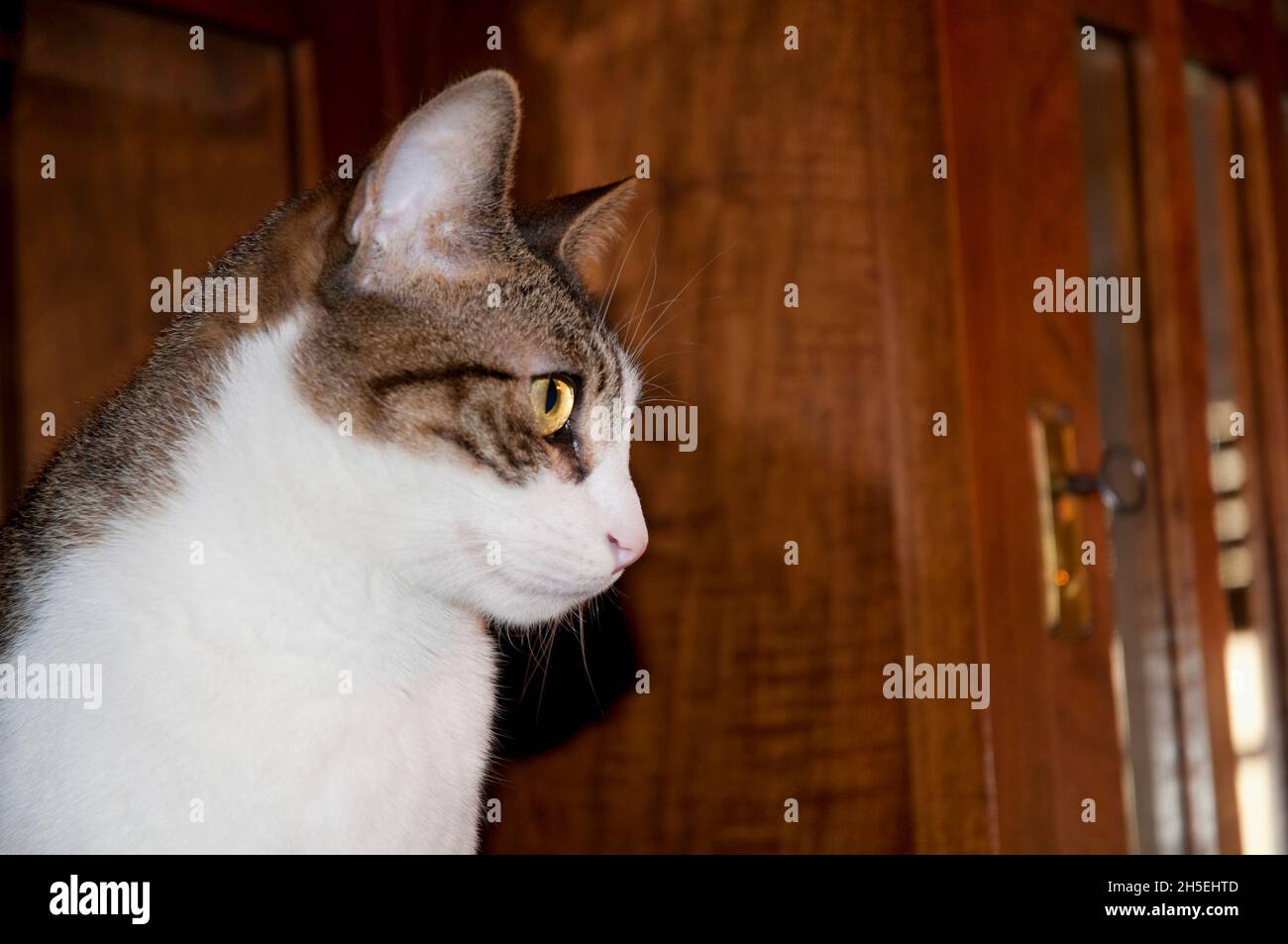 Profile portrait of tabby and white cat. Stock Photo