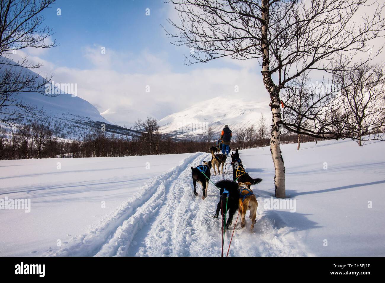 Dog sledding in Lofoten Islands, Northern Norway Stock Photo Alamy