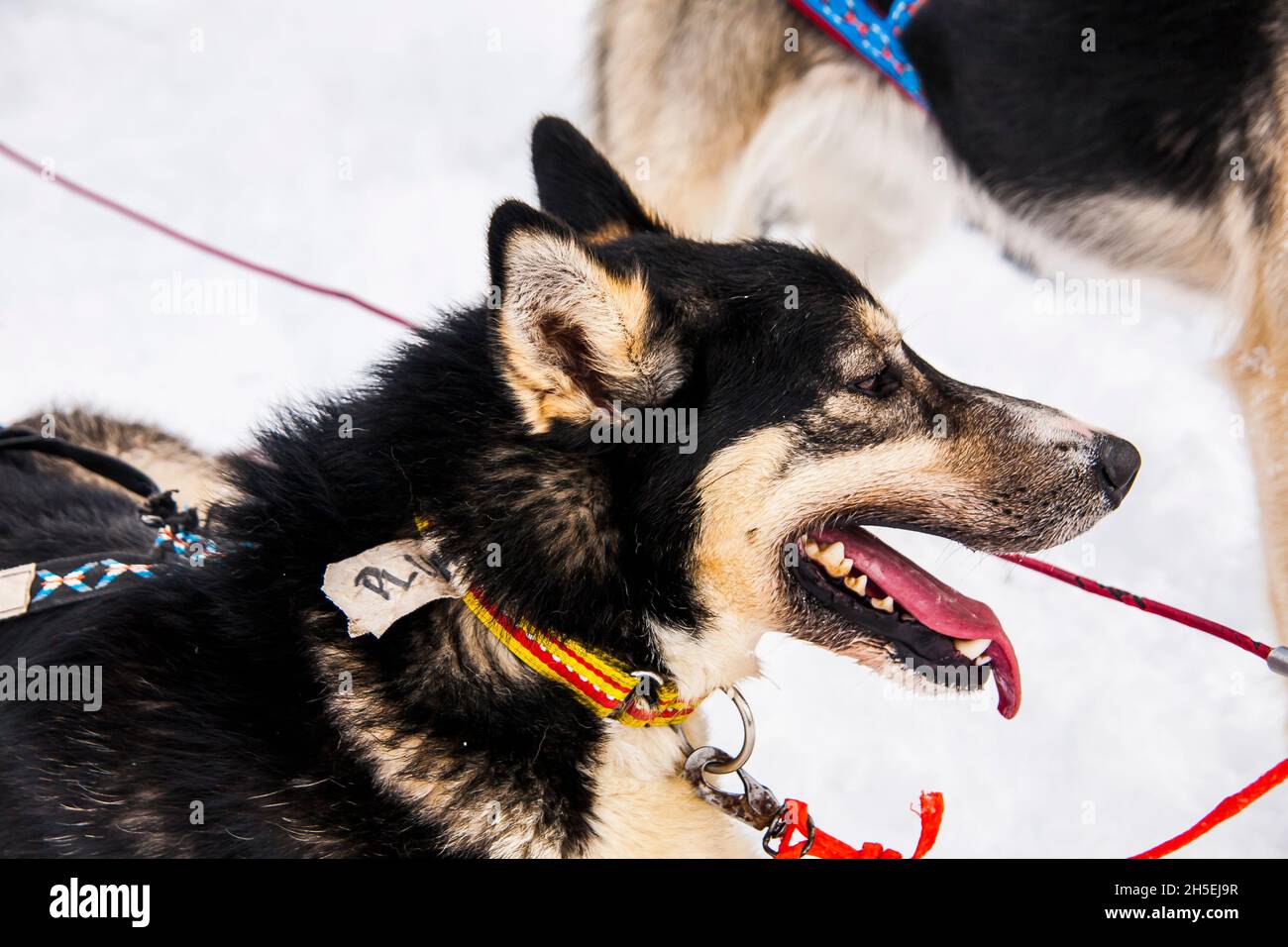 Dog sledding in Lofoten Islands, Northern Norway Stock Photo Alamy