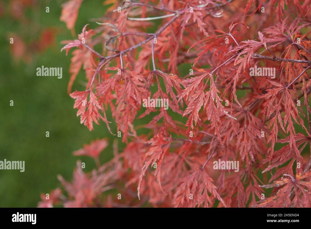 Japanese maple red leaves in autumn with green background. Acer palmatum dissectum Stock Photo