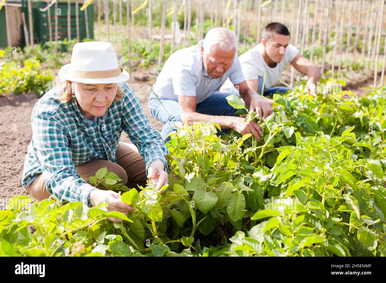 Mature parents and adult son work in the garden Stock Photo - Alamy