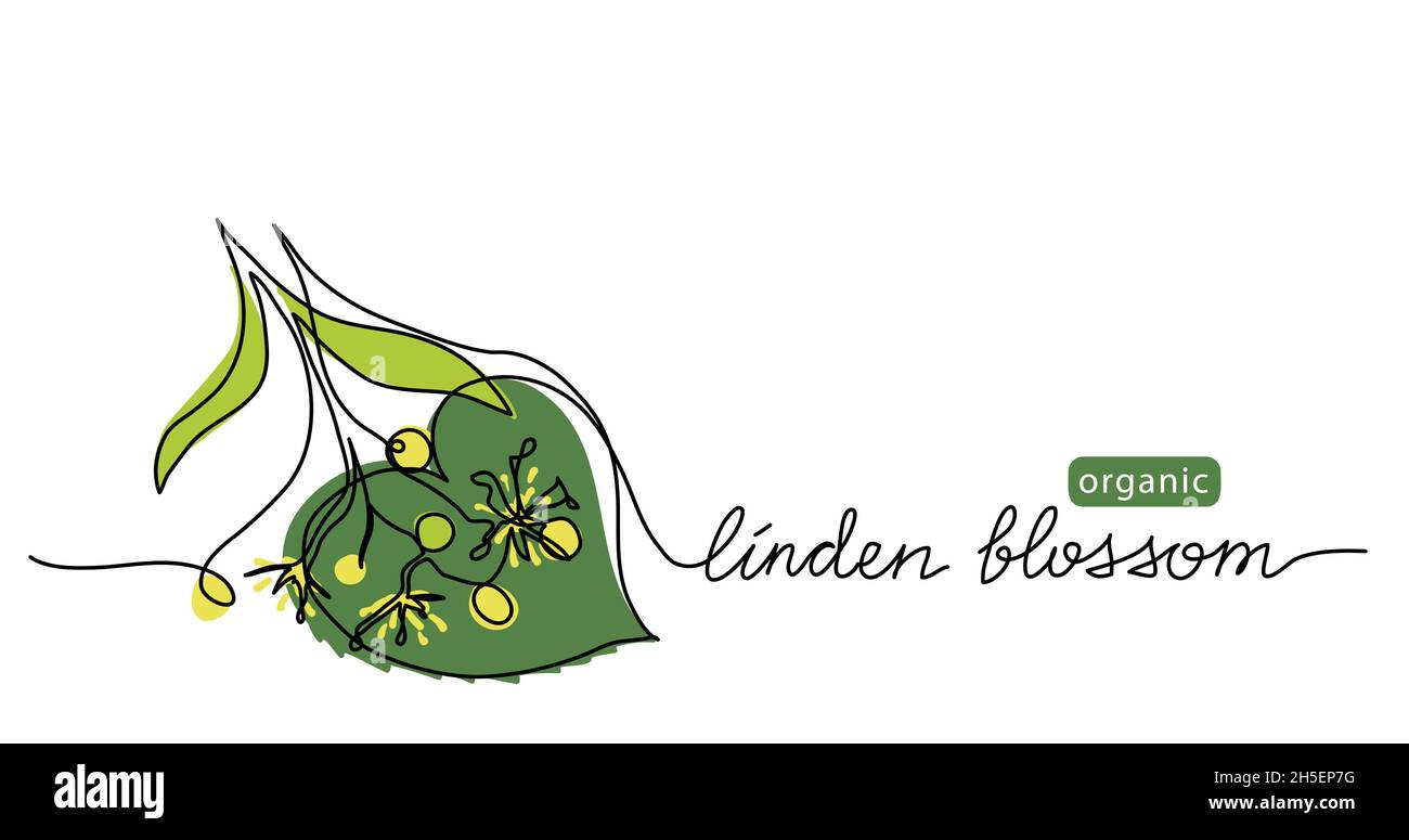 Linden, tilia blossom vector drawn sketch, color illustration for label design of tea or honey. One continuous line art drawing with lettering organic Stock Vector