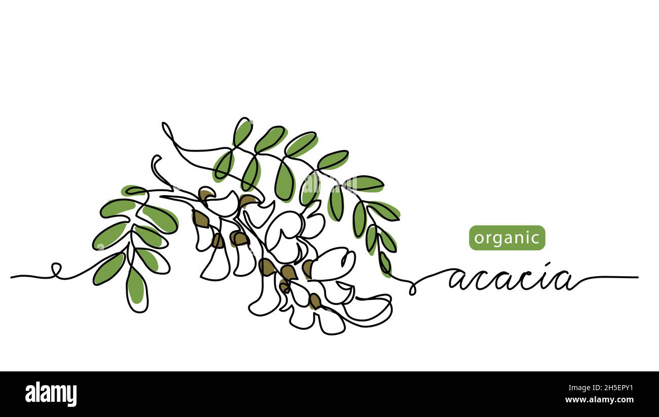 Acacia blossom vector drawn sketch, color illustration for label design of tea or honey. One continuous line art drawing with lettering organic acacia Stock Vector