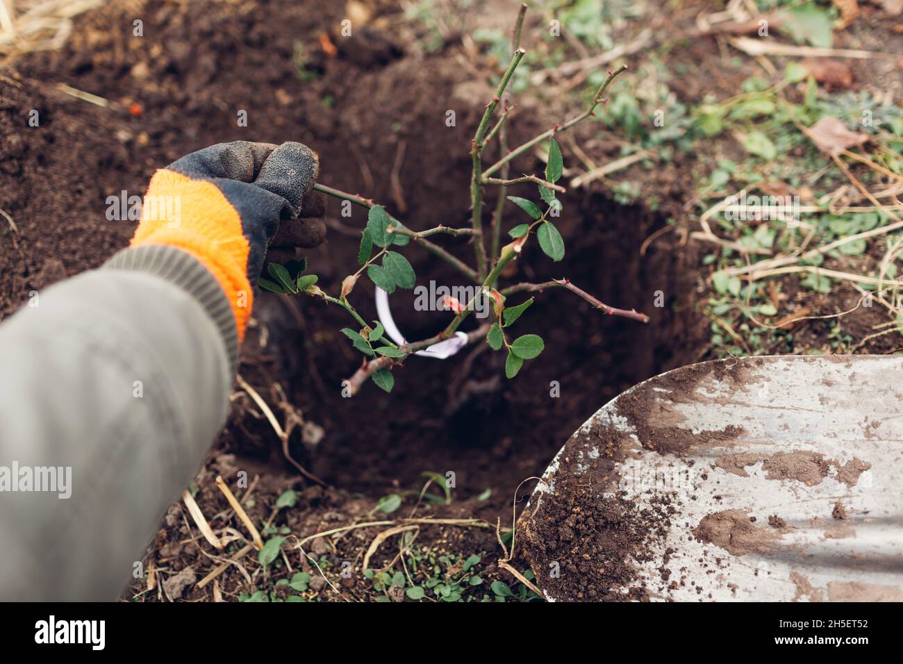 Gardener planting rose bush into soil outdoors using shovel tool