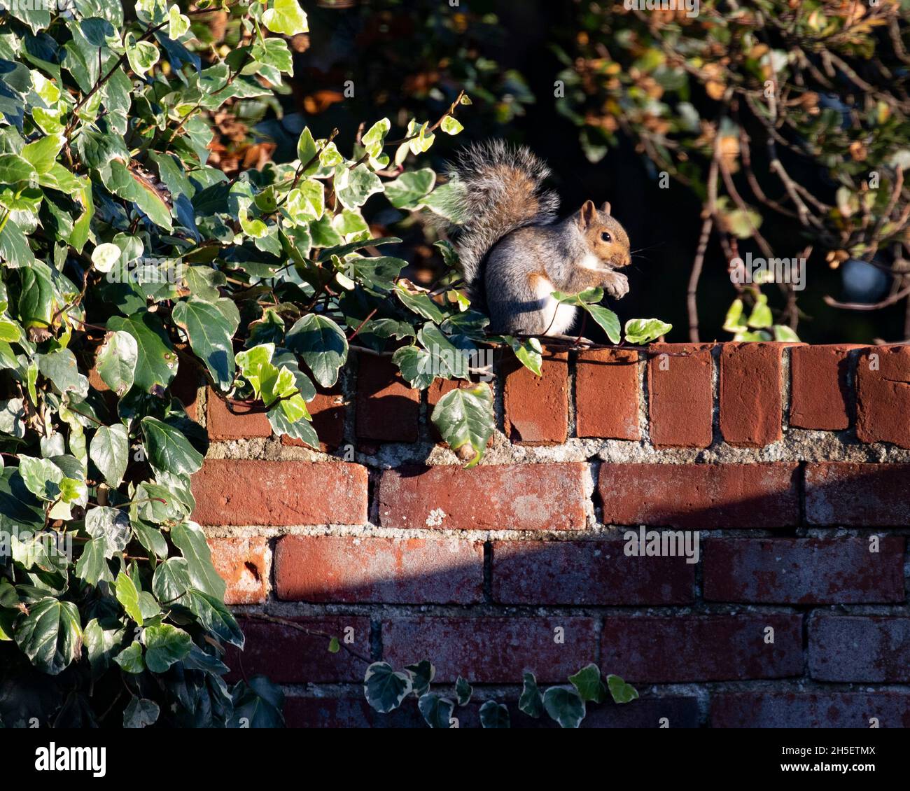 Red squirrel arboreal hires stock photography and images Alamy