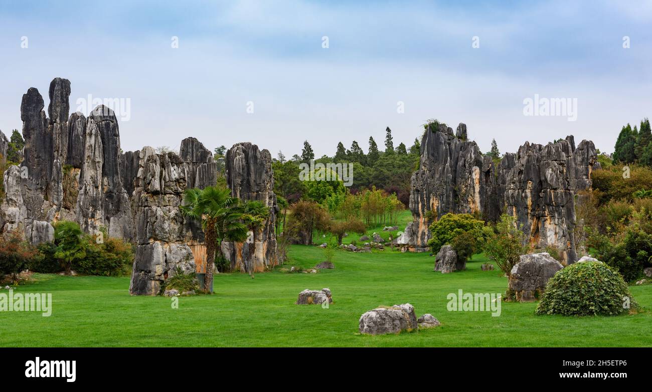Panorama of Shilin stone forest, in Yunnan, China, a karst formation that happened millions of years ago. Stock Photo