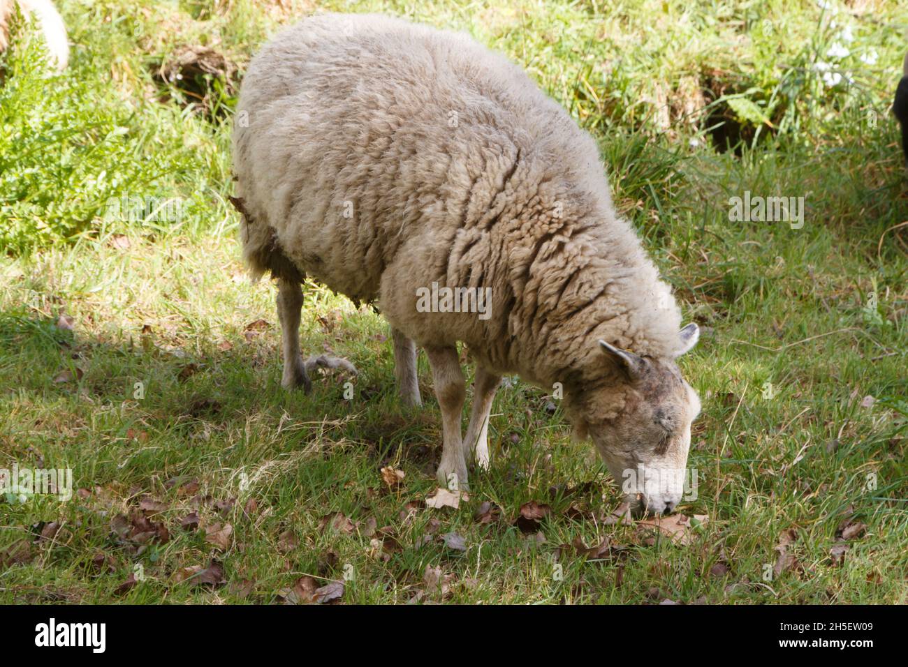 White sheep grazing in a field in Brittany Stock Photo - Alamy