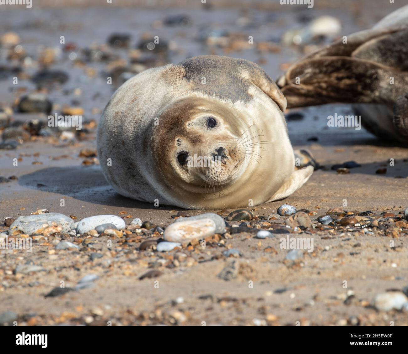 Young Grey Seal on beach Stock Photo