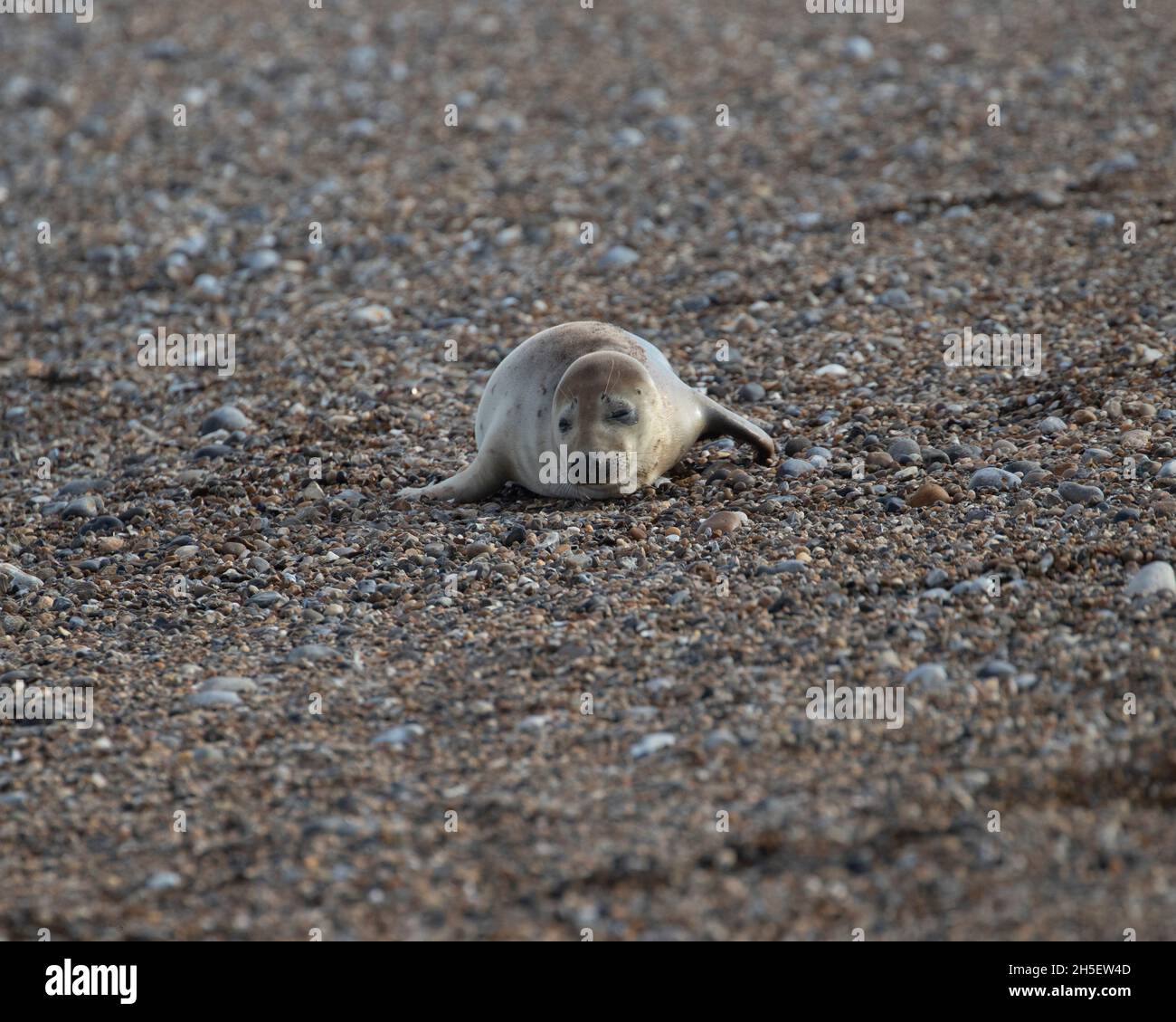 Young Grey Seal on beach Stock Photo