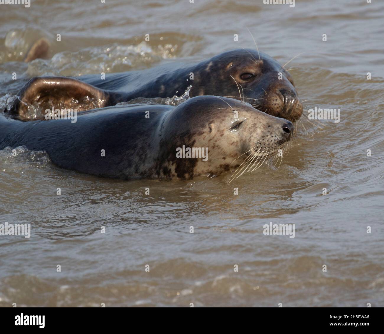 Two Grey seals displaying mating behaviour Stock Photo Alamy