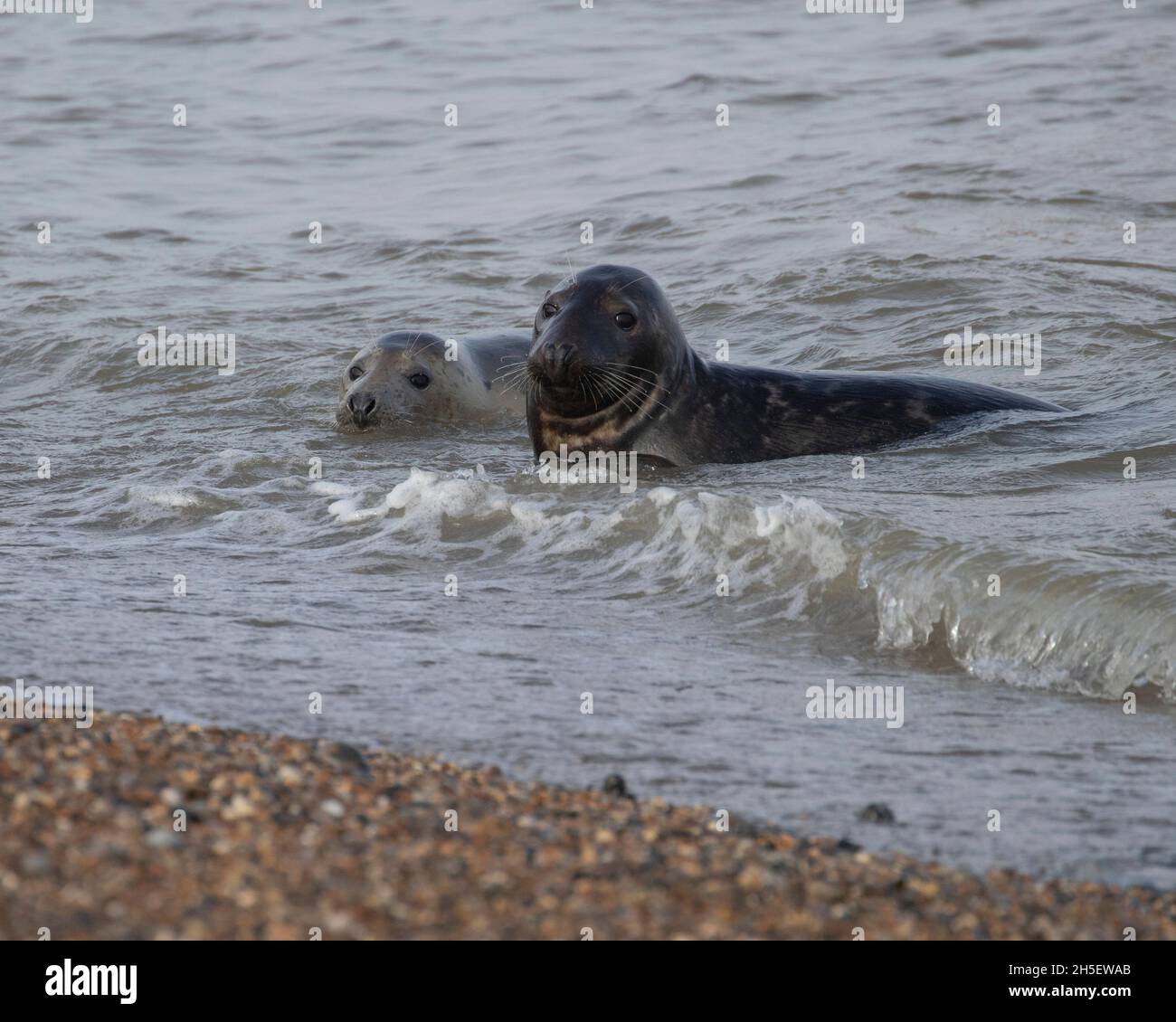 Two Grey seals displaying mating behaviour Stock Photo Alamy