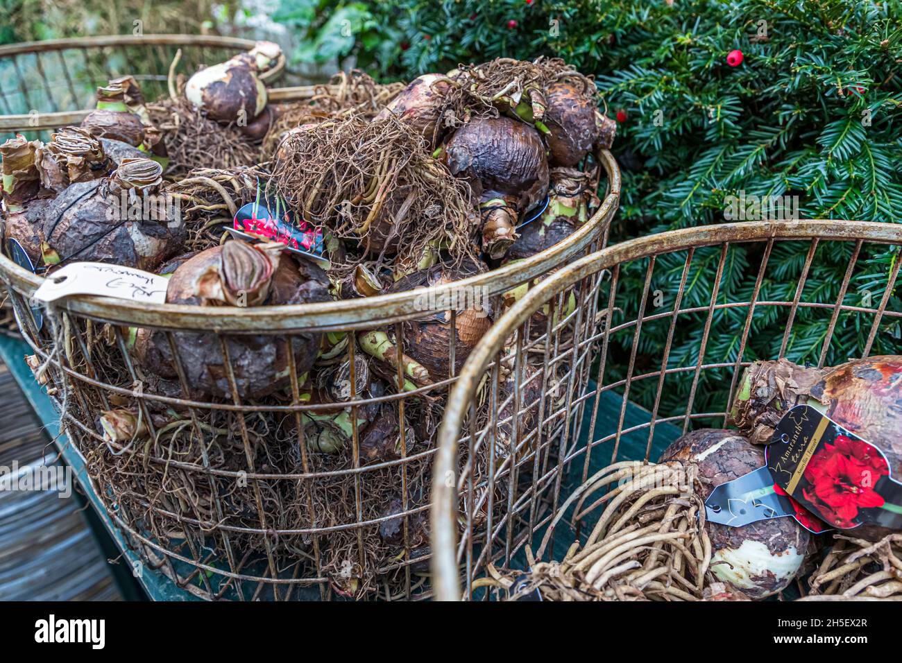 Baskets full of amaryllis bulbs in a Dutch flower store. Zutphen, Netherlands Stock Photo