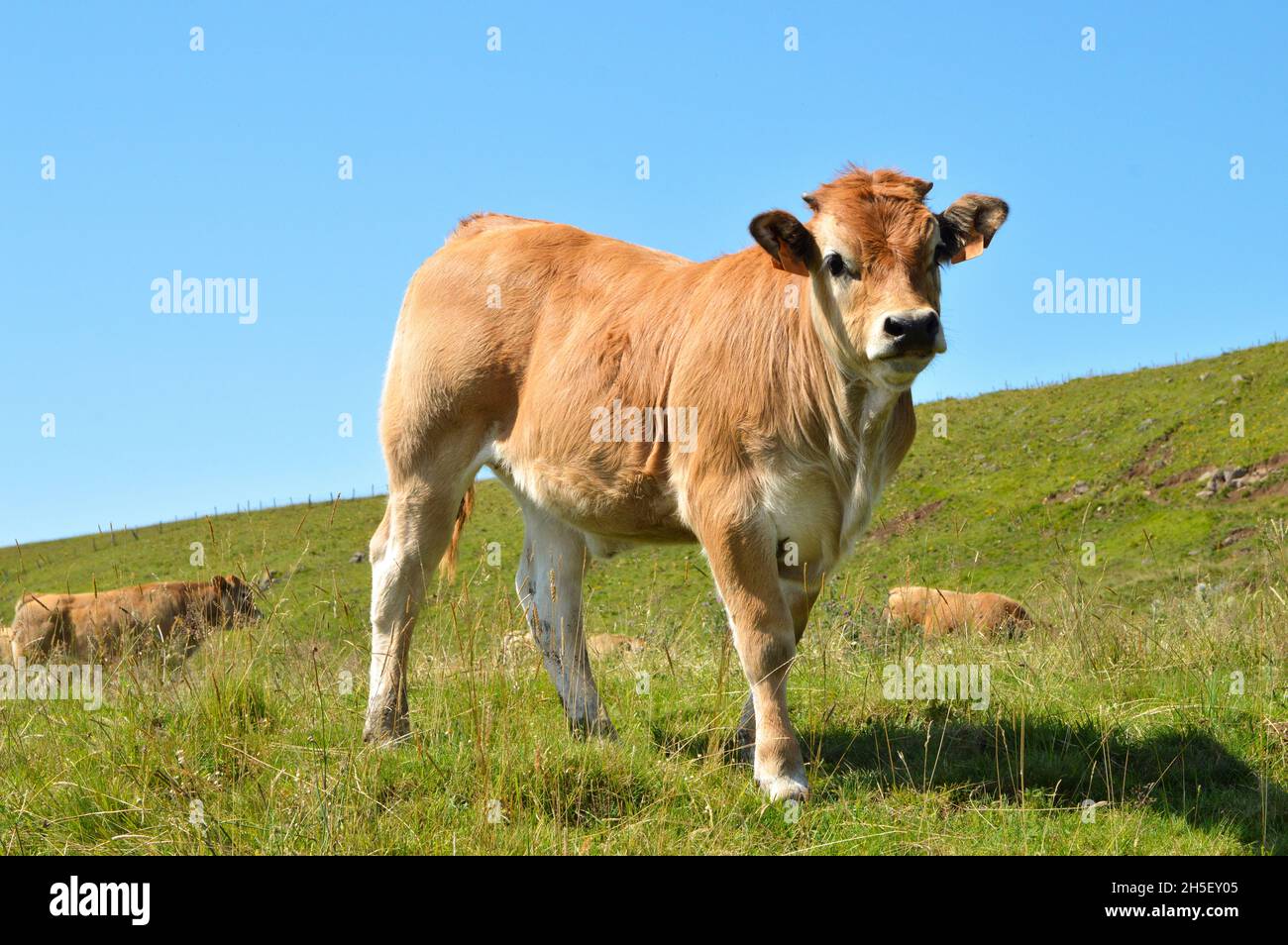 An Aubrac calf in a herd of cows in the mountains. Stock Photo