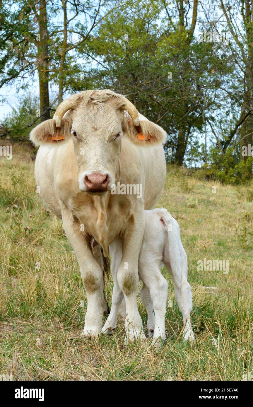 A mother cow with her calf in a field in the countryside. Stock Photo