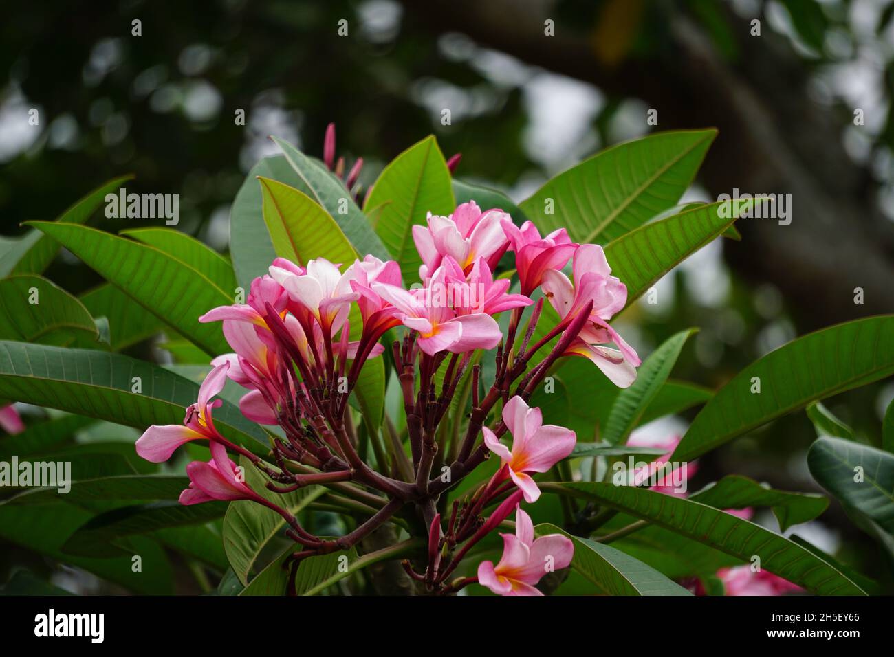 Plumeria (frangipani) with a natural background Stock Photo