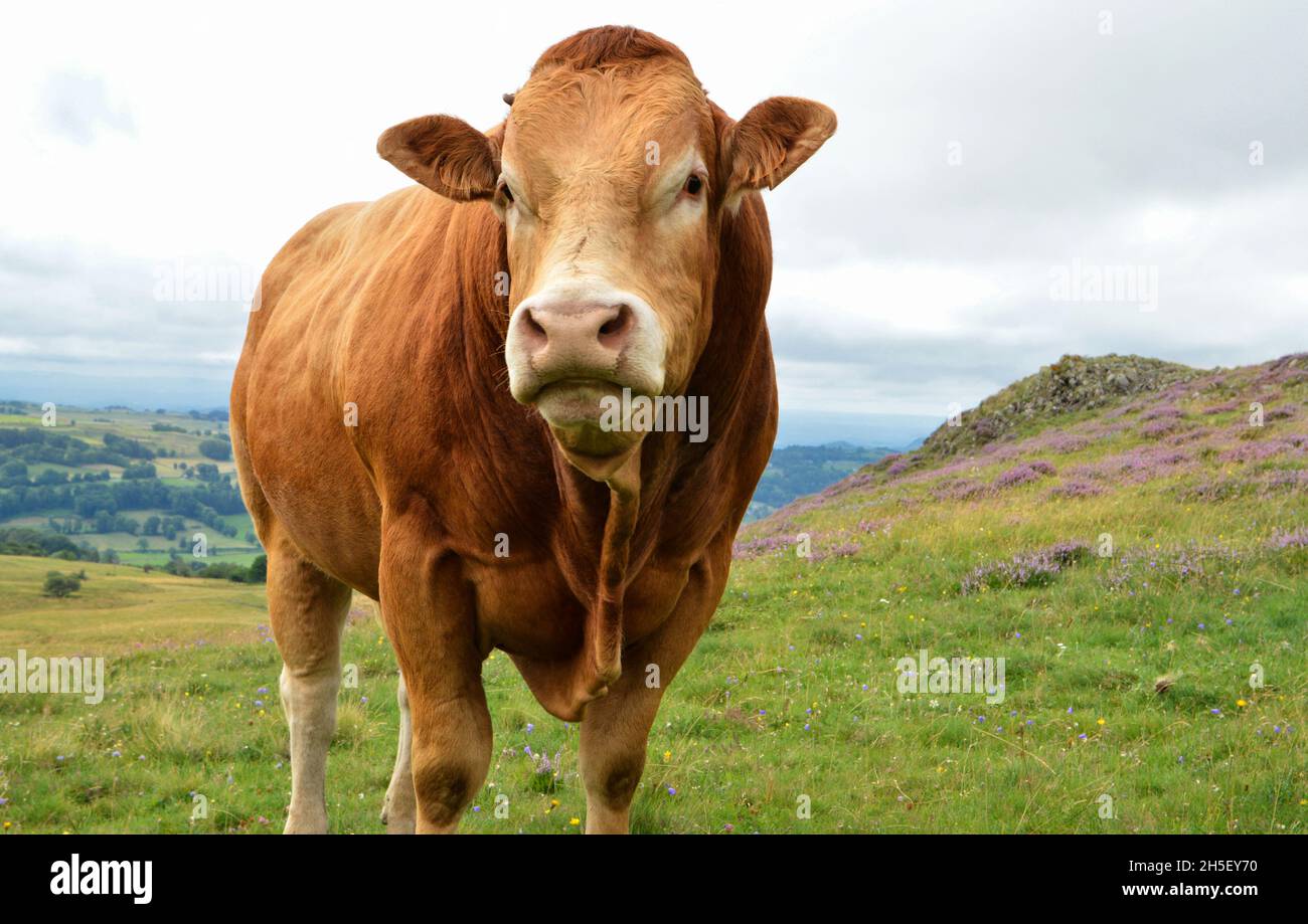 Beautiful and powerful Limousin bull Stock Photo
