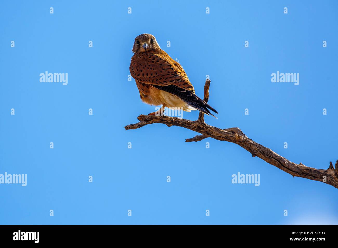 South African Kestrel perched on a branch isolated in blue sky in ...
